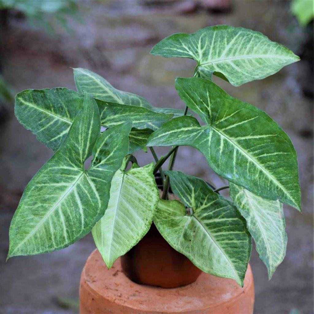 Cây Trầu Bà Trắng, cây cảnh mini để bàn