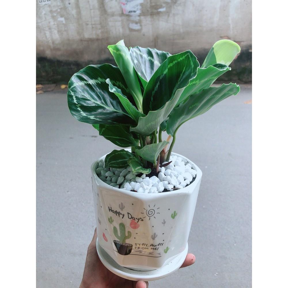 Chậu Đuôi Công Xanh