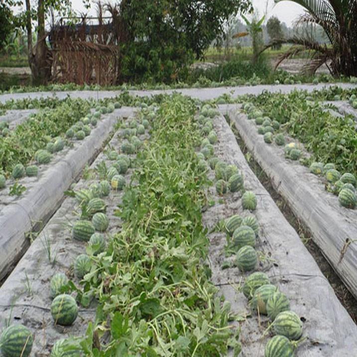 HẠT GIỐNG DƯA LÊ SIÊU NGỌT F1 - gói 1-5 gam
