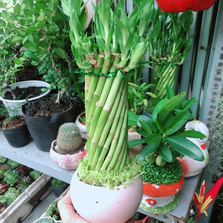 Chậu Trúc Phát Tài