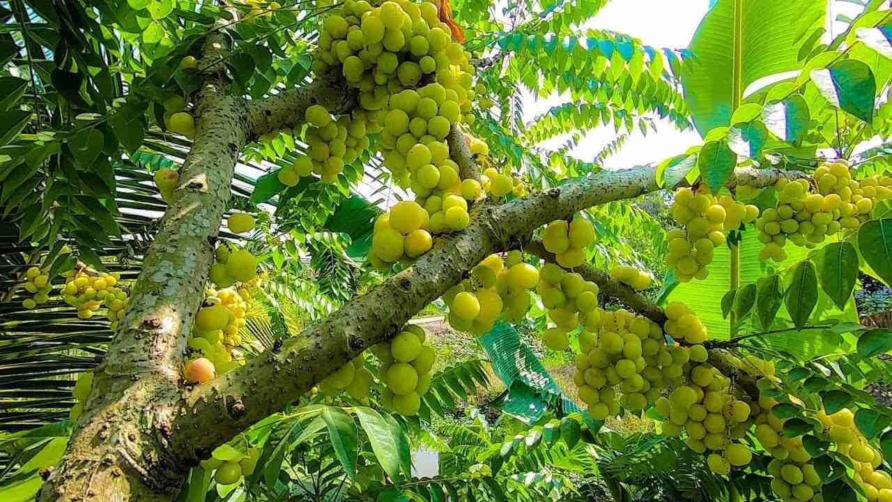 Cây giống chùm ruột chua siêu sớm