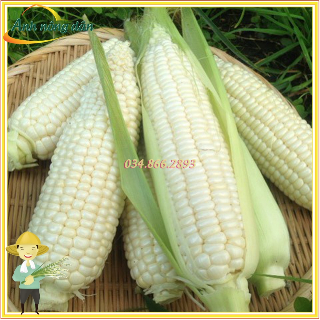 Gói 1kg Hạt giống ngô nếp F1, bắp nếp dẻo, thơm, ngọt cao sản, bắp to, đều, năng suất cao, chất lượng tốt