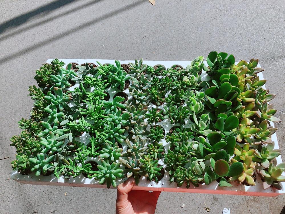 Combo 12 Cây Sen Đá 70k