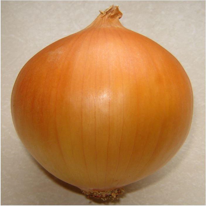 Hạt Giống Hành Củ Yellow Texas Grano CT162 - Gói 2gram