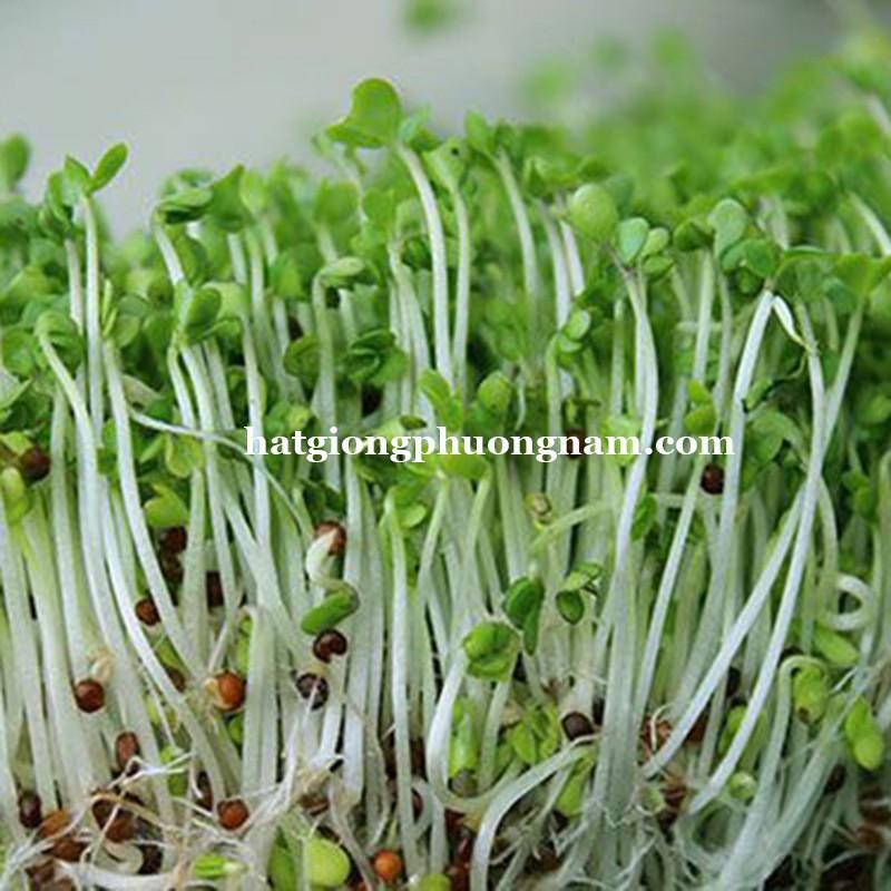 1 KG - HẠT GIỐNG RAU MẦM GIÁ ĐẬU XANH