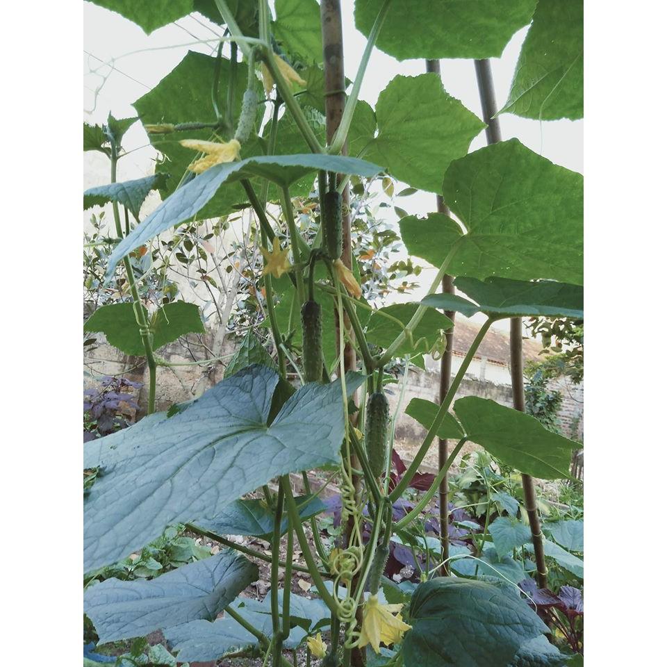 DƯA LEO XANH - DƯA CHUỘT XANH