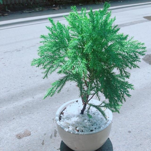 Chậu Tùng Bồng Lai