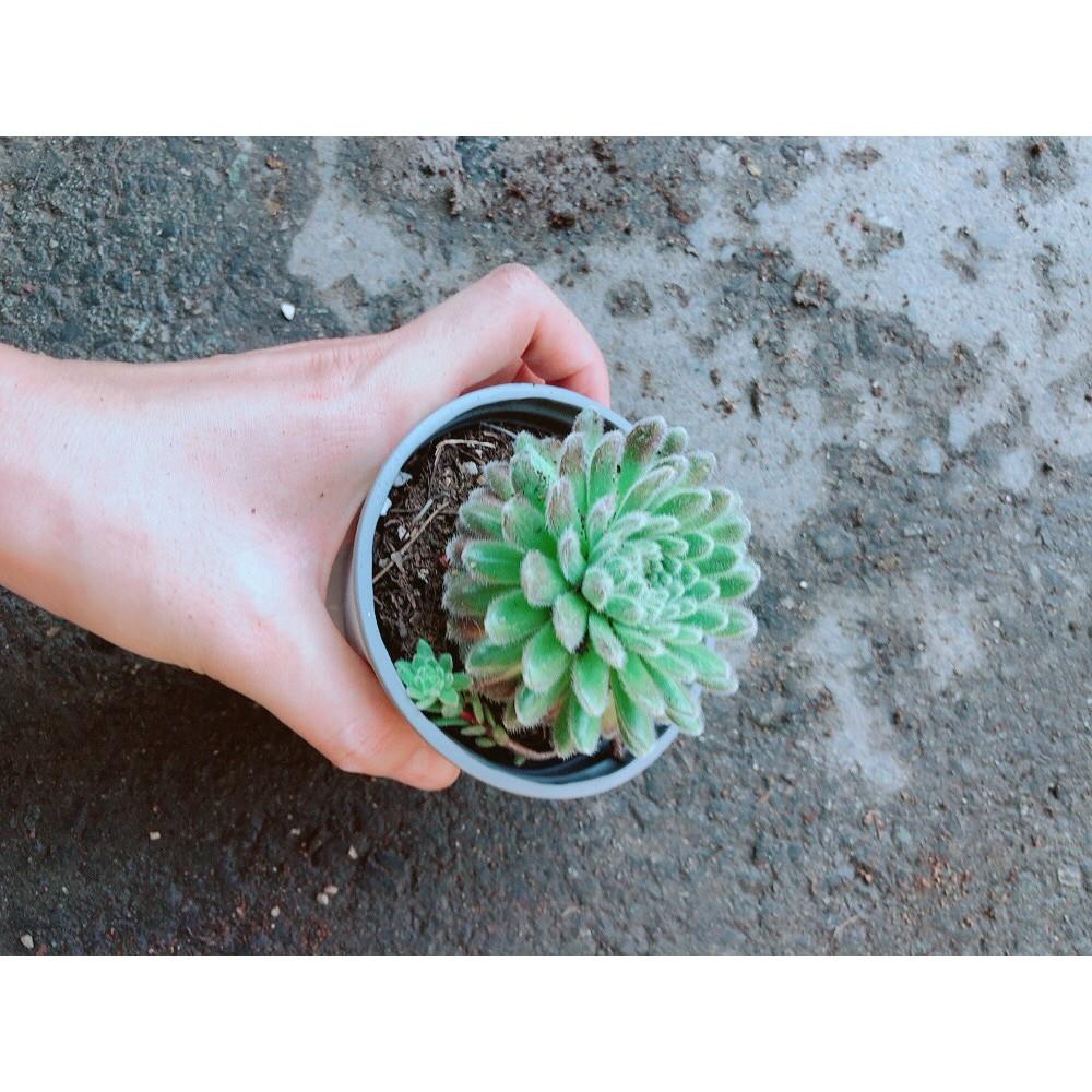 Chậu Phật Bà Xanh