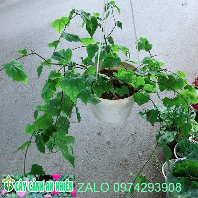 Chậu Cây Lồng Đèn