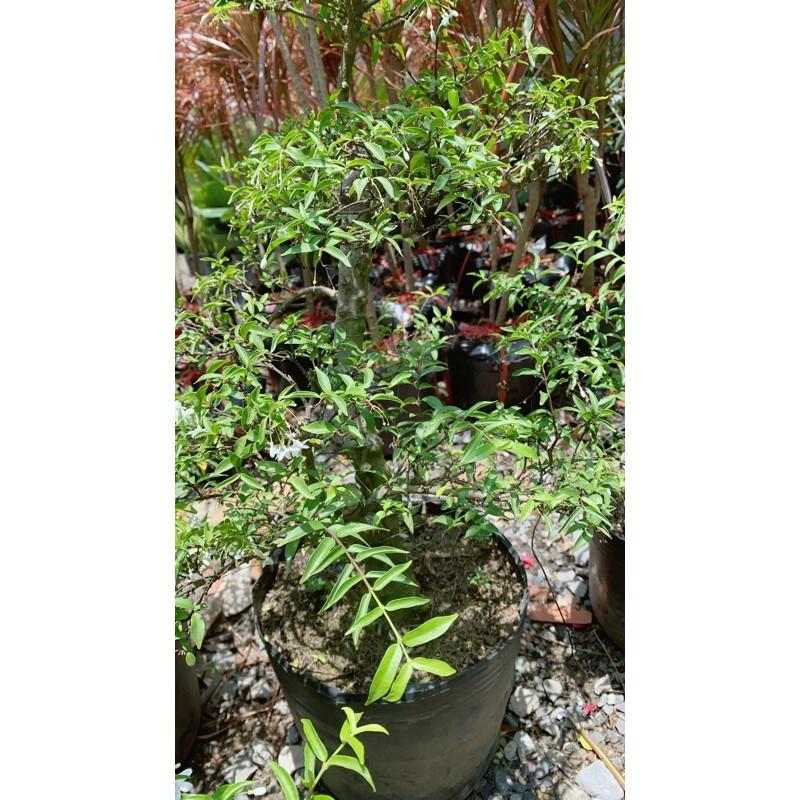 Cây Mai Chiếu Thuỷ Bonsai