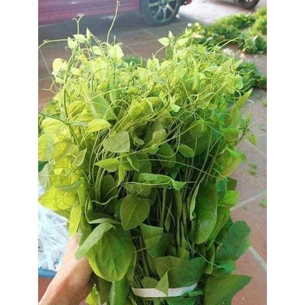 Cây giống Rau Bò Khai