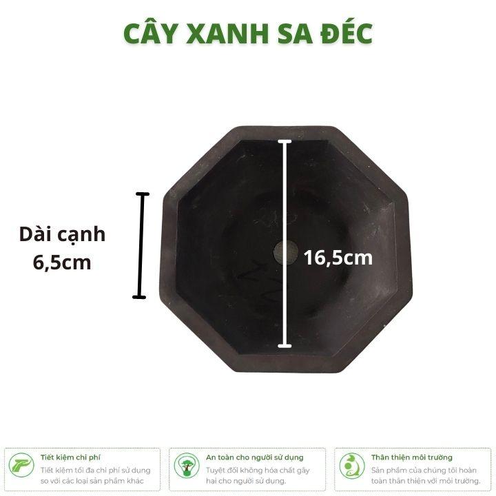 Bộ chậu lục giác mini màu ngẫu nhiên nâu, đen CK28 trồng hoa, cây cảnh để bàn, cây bonsai mini