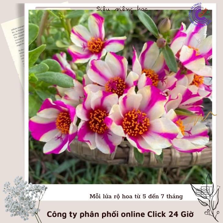 Cành Giống Hoa Sam Thái Hoa Mười Giờ Sam Sọc Màu 4 Siêu Đẹp Hoa Mười Giờ Bonsai & Phụ Kiện