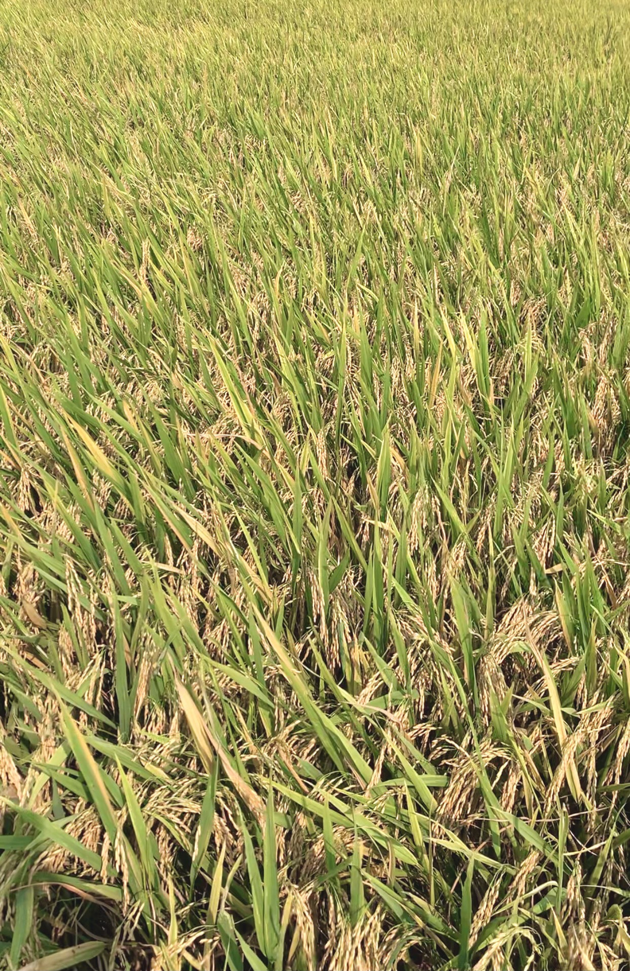 Phân bón FOSFITAL EXTRA 2 trong 1 chuyên dùng cho lúa phòng ngừa đạo ôn lá, lem lép hạt, ra rễ, nở bụi, đòng to, kích trổ