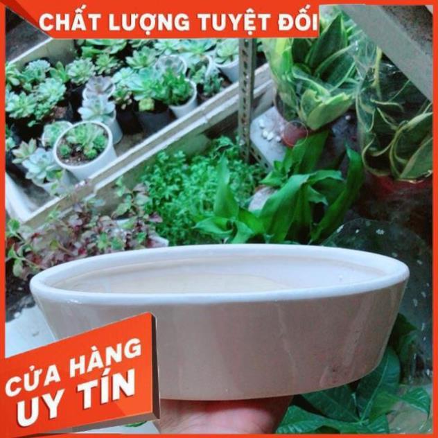 Chậu Trồng Cây