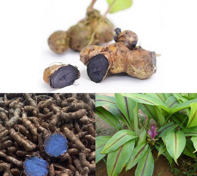 Củ nghệ đen tươi