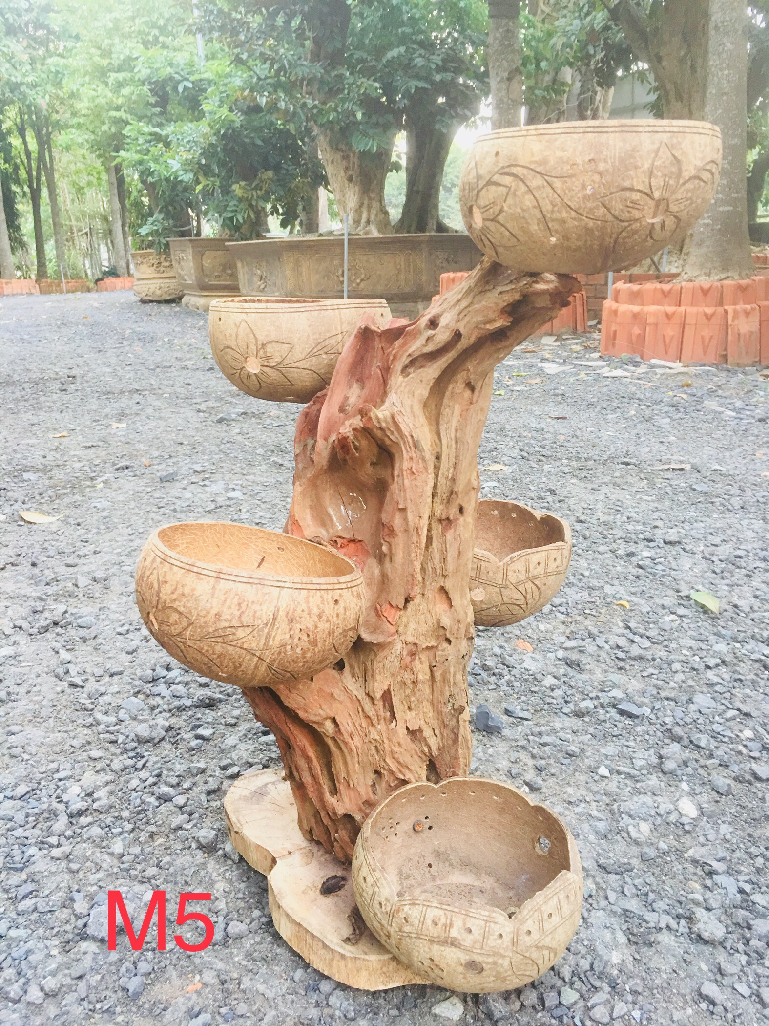 GỖ LŨA GHÉP GÁO DỪA NGHỆ THUẬT TRỒNG LAN, CÂY CẢNH TRANG TRÍ TRONG NHÀ, SÂN VƯỜN....chọn mẫu 5 gáo