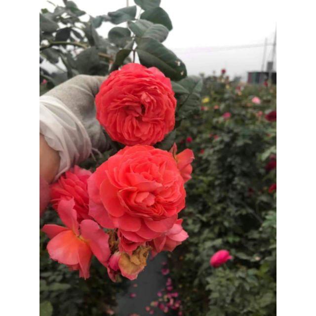 Sản phẩm Gốc Hồng Ngoại