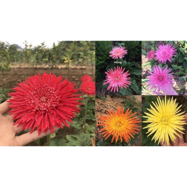 COMBO 5 CÂY GIỐNG HOA ĐỒNG TIỀN CỔ CÁNH KÉP ĐỦ MÀU