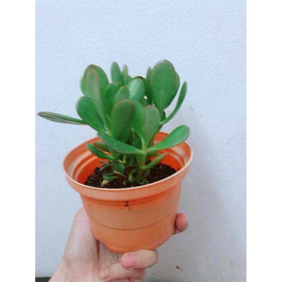 Chậu cây ngọc bích Bán Chạy