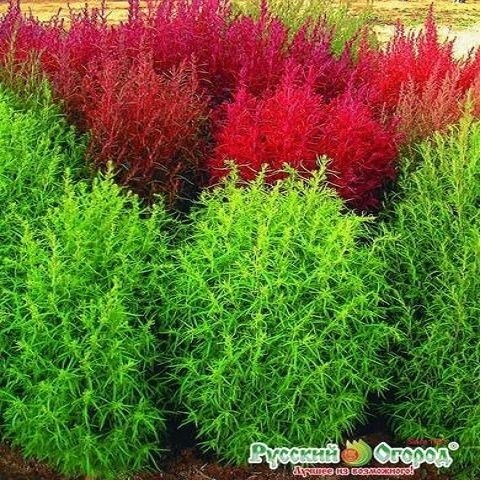 2 gói Hạt giống Cỏ Đổi Màu Kochia