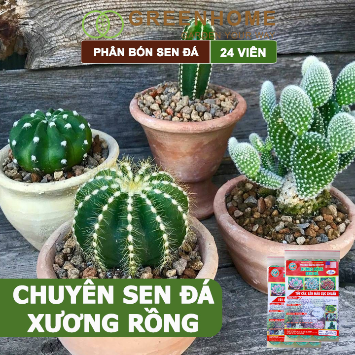 Phân bón sen đá Greenhome, dùng cho xương rồng, cây mọng nước, kích rễ, lên màu chuẩn