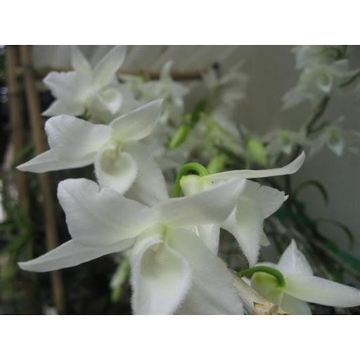 LAN PHI ĐIỆP TRẮNG HOA CỰC ĐẸP, CỰC HIẾM