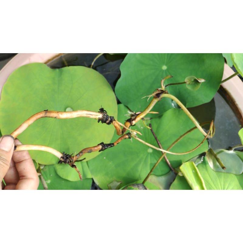 Combo 3 củ ngó sen siêu hoa