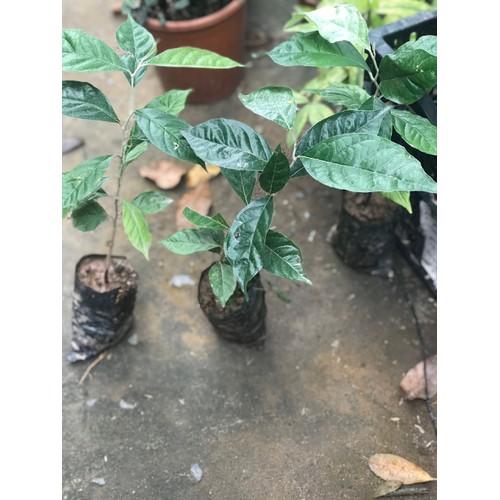 Cây giống nhót ngọt siêu quả