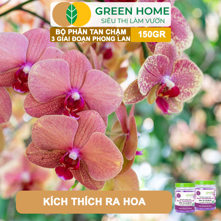 Bộ 3 Phân Tan Chậm Greenhome, Rynan 200-210-220 Chuyên Phong Lan 3 Giai Đoạn Dưỡng Cây Con, Kích Hoa, Sau Ra Hoa
