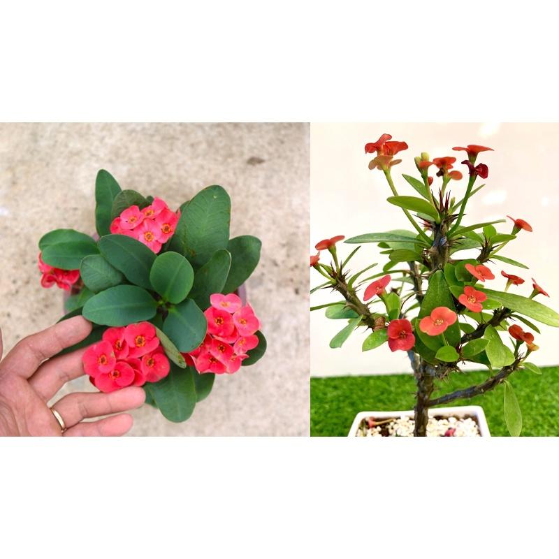 CÂY XƯƠNG RỒNG  BÁT TIÊN  *
