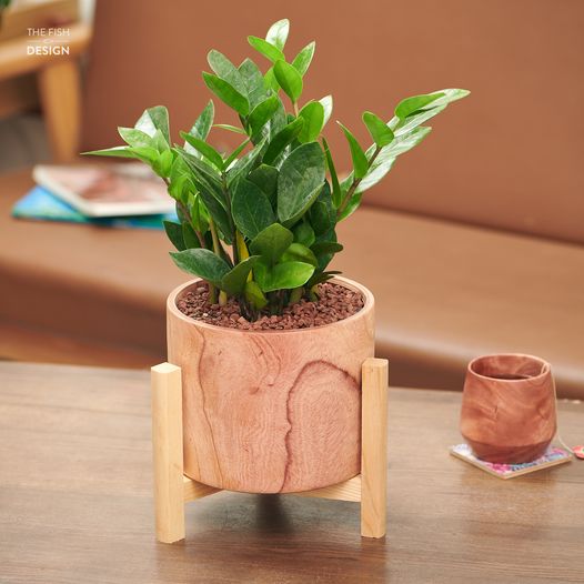 Chậu Cây Kim Tiền size LS | The Fish Design
