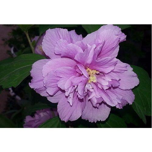 Hoa dâm bụt tím kép siêu đẹp siêu hiếm- cây to size mẹ, chờ hoa-bảo hành mặt hoa theo yêu cầu