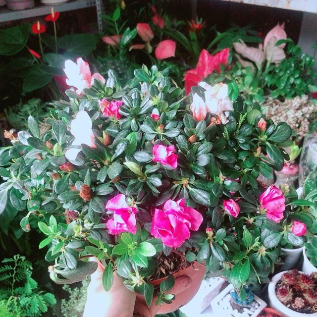 Đỗ Quyên 2 Màu