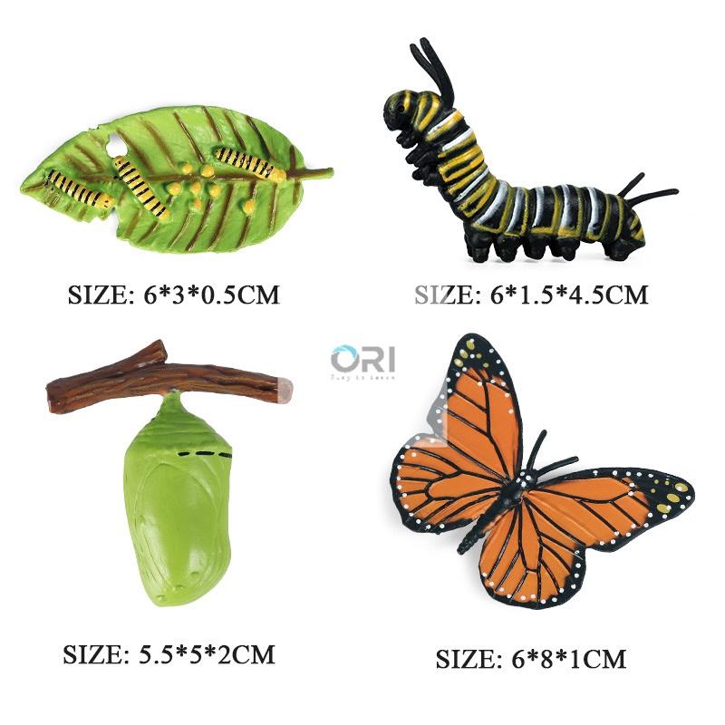 - Mô hình vòng đời của Bướm - Học liệu Montessori - Butterfly life cycle