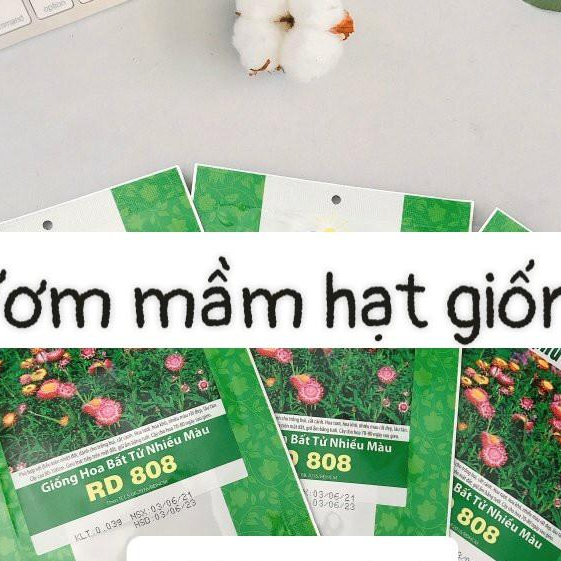 Hạt giống hoa bất tử nhiều màu RD808 RD gói 0.03gr