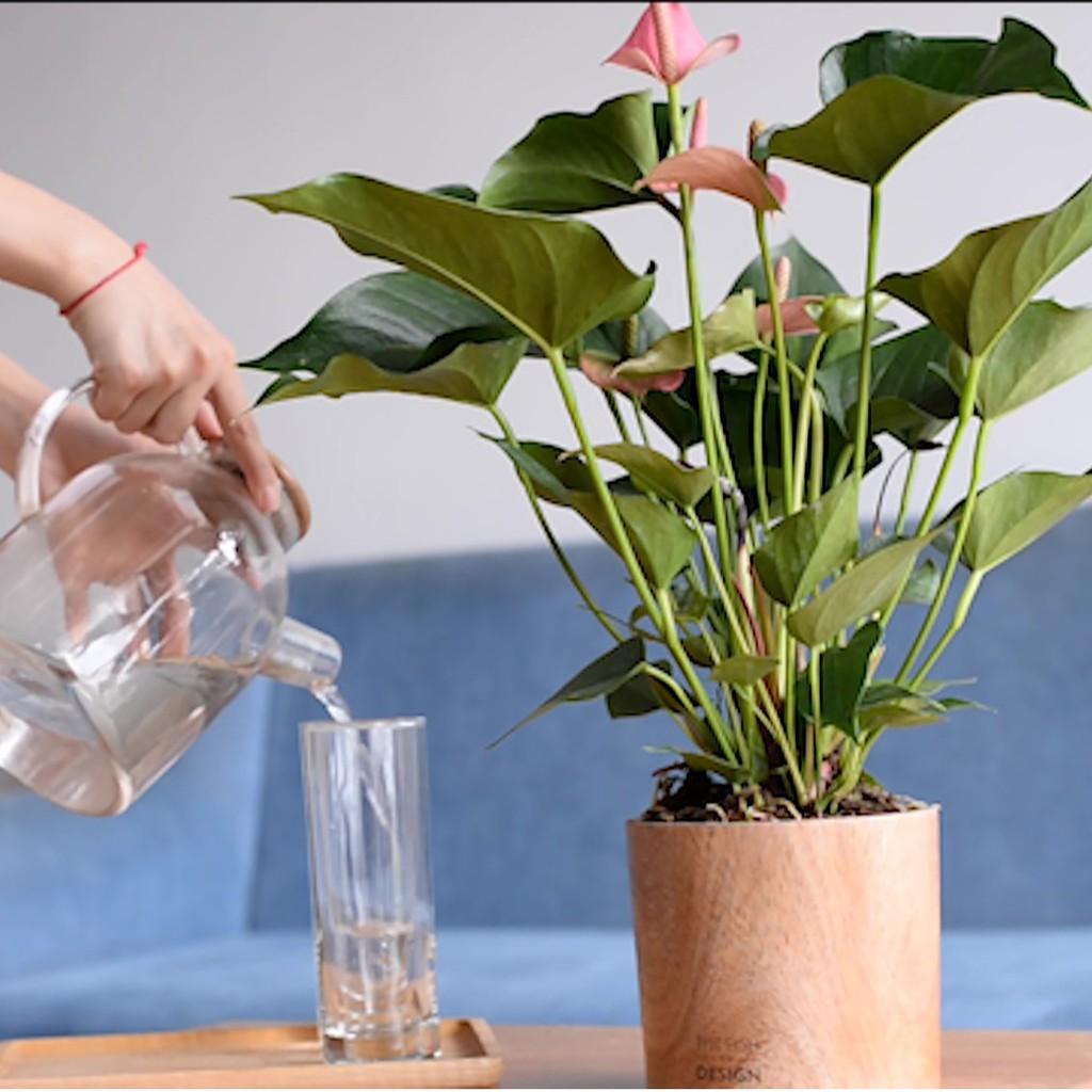 Chậu cây Hồng môn mang đến may mắn, thịnh vượng, cầu phú quý, cầu bình an cho gia chủ mệnh Hỏa, Thổ, dễ sống, dễ chăm sóc | size L| The Fish Design