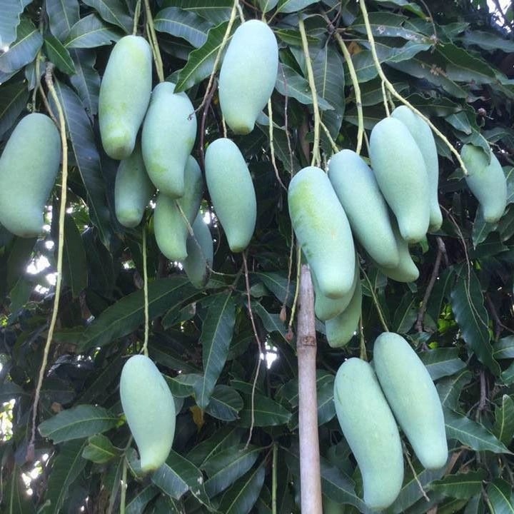Cây giống xoài Thái siêu sớm, cho quả sau 1 năm trồng
