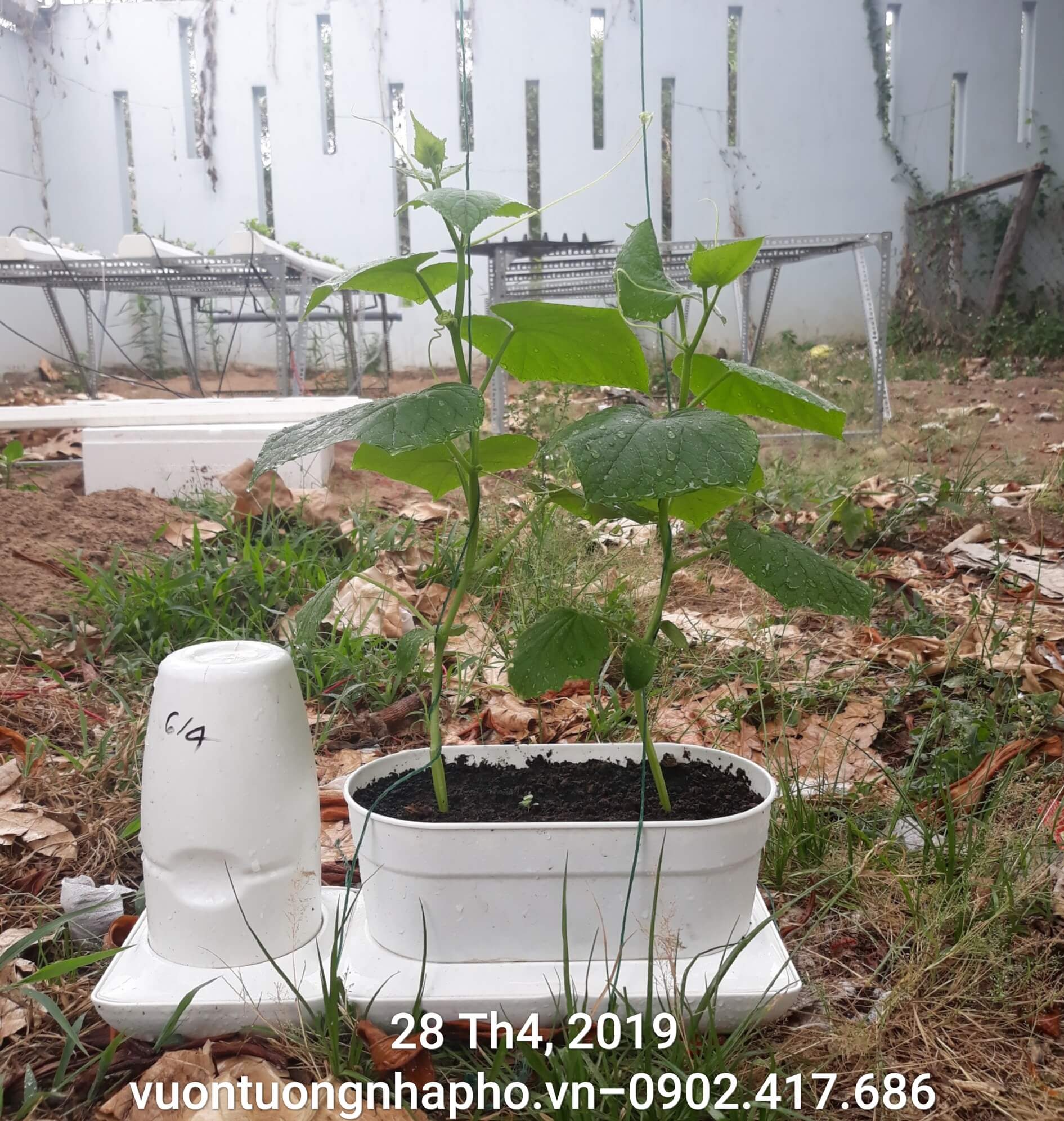 2 SET Trồng Rau Tự Dưỡng cao cấp Nhập Khẩu Bồ Đào Nha Basic dành cho người bận rộn không có thời gian tưới rau hàng ngày