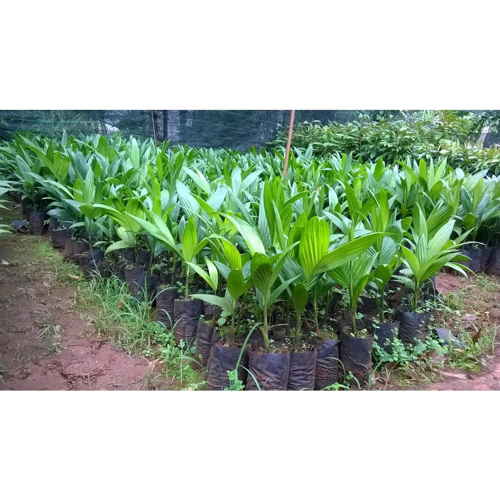 Combo 10 cây giống Cau cao.