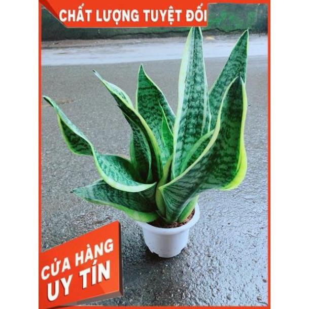 Lưỡi Hổ Cao