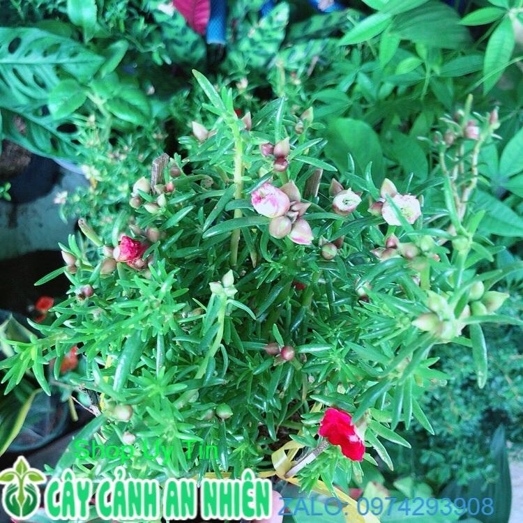 Hoa Mười Giờ