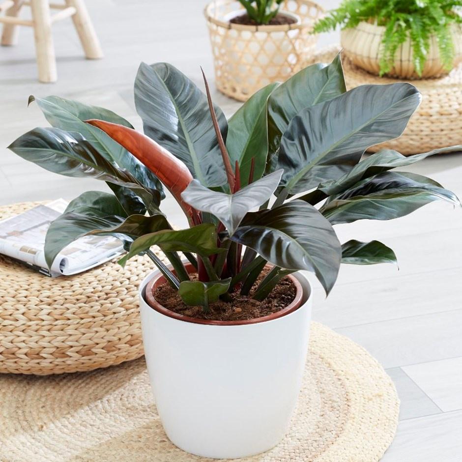 CHẬU CÂY TRẦU BÀ ĐẾ VƯƠNG TÍM- cây nhỏ