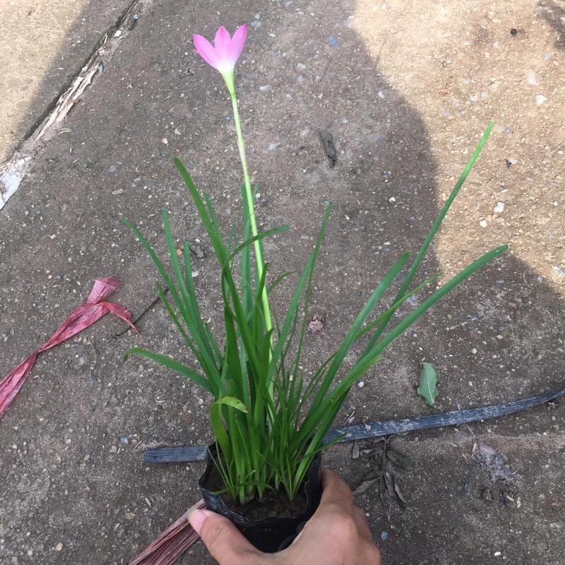 Cây tóc tiên trồng bịch đen