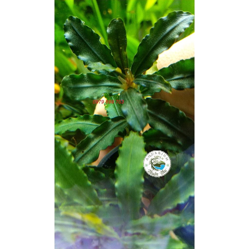 Cây Bucep Phalandra random lá răng cưa- Cây thủy sinh đẹp