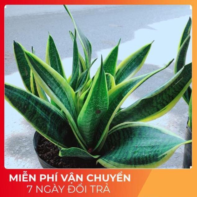 Lưỡi Hổ Bụi Lớn