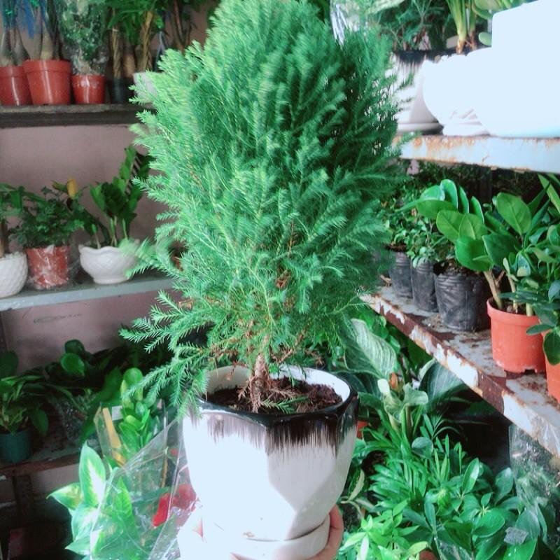 Cây Tùng Bồng Lai Kèm Chậu Sứ