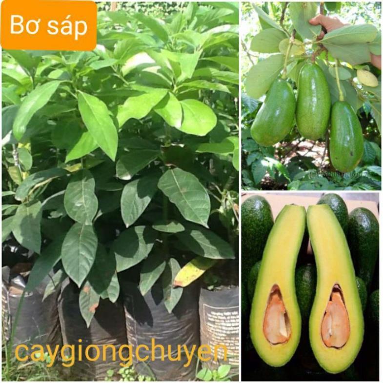 GIỐNG CÂY BƠ SÁP GHÉP 034