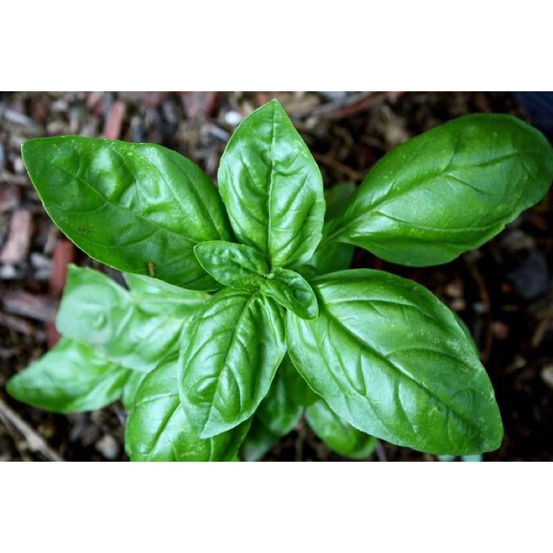 Hạt giống Húng Tây Ngọt Basil - Gia vị âu