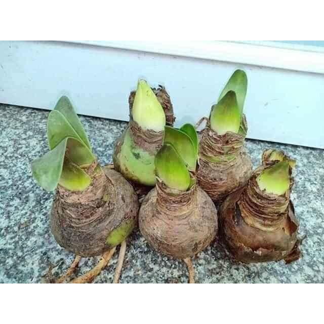 CỦ HUỆ CÁNH KÉP
